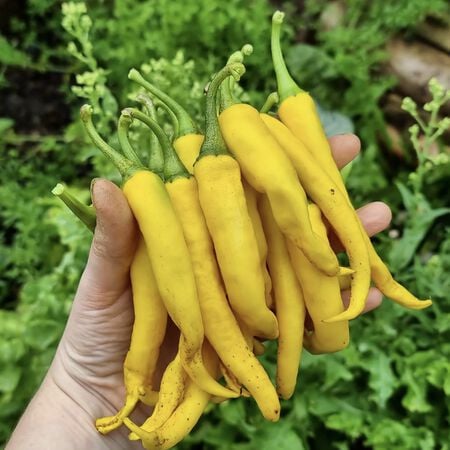 Golden Cayenne, (F1) Pepper Seeds - Packet image number null